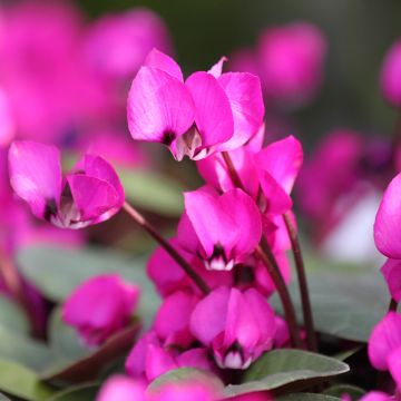 Cyclamen coum Fuschia groen blad - Alpenviooltje
