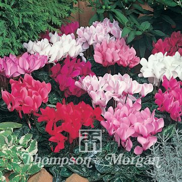 Cyclamen persicum Lazer Mixed F1 (zaad) - Perzische cyclaam