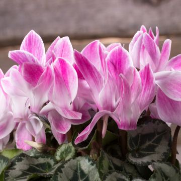Cyclamen persicum Super Série Crayon in pot - Miniatuur cyclamen