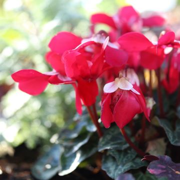 Cyclamen persicum Djix Red Wine - Perzische cyclaam