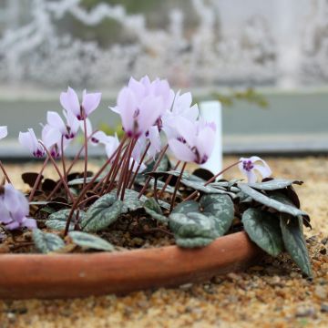 Cyclamen cilicium Roze - Cyclaam