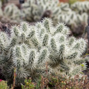 Cylindropuntia tunicata - Cholla-cactus