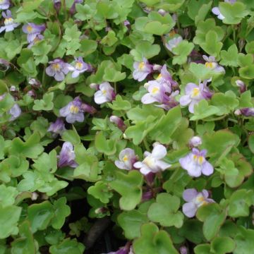 Cymbalaria muralis - Muurleeuwenbek