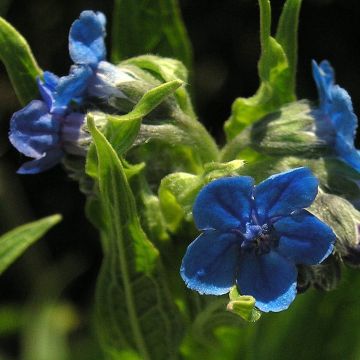 Cynoglossum nervosum - Himalaya-hondstong