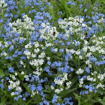 Cynoglossum Chill Out (zaad) - Myosotis Chinois