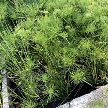 Cyperus haspan - Dwergpapyrus