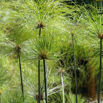 Cyperus papyrus - Papyrusplant