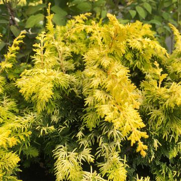 Chamaecyparis obtusa Fernspray Gold - Hinoki cipres
