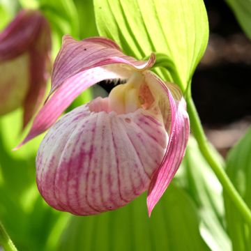 Cypripedium Sabine - Vrouwenschoentje