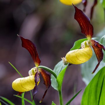 Cypripedium Emil - Vrouwenschoentje