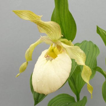 Cypripedium Aki - Vrouwenschoentje