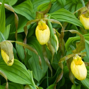 Cypripedium Kristi Lyn - Vrouwenschoentje