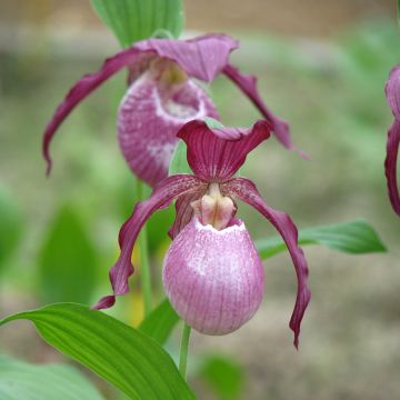Cypripedium Philipp - Vrouwenschoentje