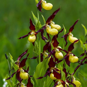 Cypripedium calceolus - Gele vrouwenschoen