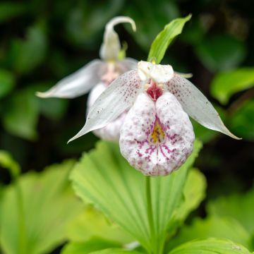 Cypripedium formosanum - Vrouwenschoentje