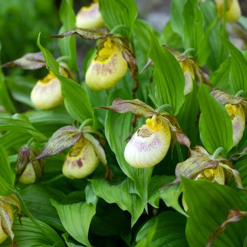 Cypripedium kentuckiense - Vrouwenschoentje
