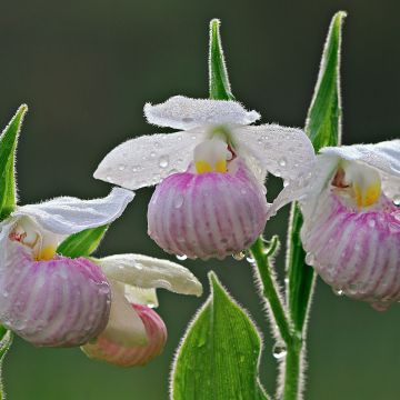 Cypripedium reginae - Vrouwenschoentje