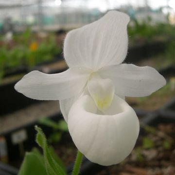 Cypripedium reginae Alba - Vrouwenschoentje