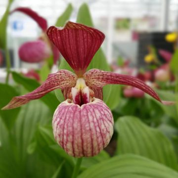 Cypripedium ventricosum Red - Vrouwenschoentje