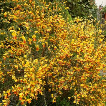 Cytisus scoparius Palette - Brem