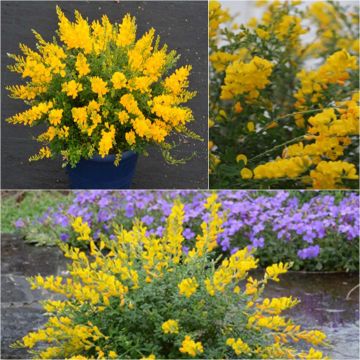 Cytisus racemosus Phebus - Kamerbrem