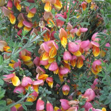 Cytisus scoparius La Coquette - Brem