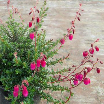 Daboecia scotica Goscote - Ierse heide