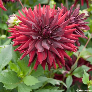 Dahlia Aramis - tuindahlia