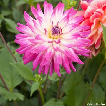 Dahlia Audace - decoratieve dahlia