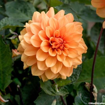 Dwergdahlia Brasero