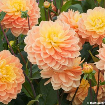 Dahlia Clovis camélia - waterleliedahlia