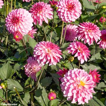Dahlia Gallery Sisley - dwergdahlia