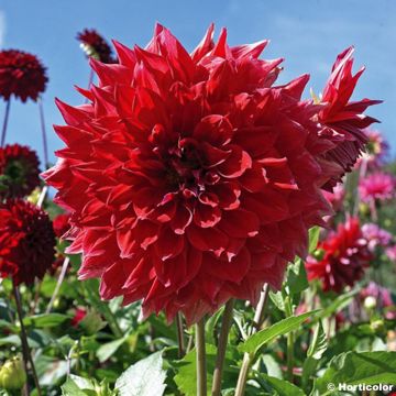 Dahlia Nez Rouge - decoratieve dahlia