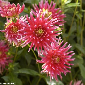 Dahlia Pianella cactusdahlia dwerg - dwerg cactusdahlia