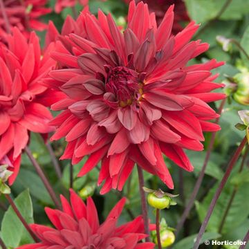 Dahlia Roi René - Semicactus dahlia