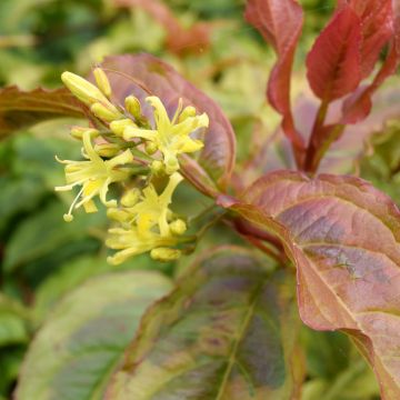 Diervilla splendens Honey Surprise - Amerikaanse weigelia