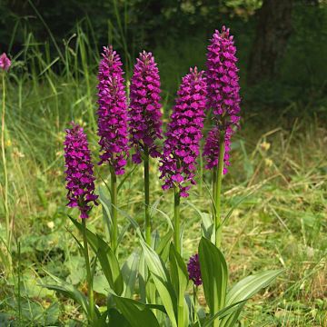 Dactylorhiza foliorella - Handekenskruid