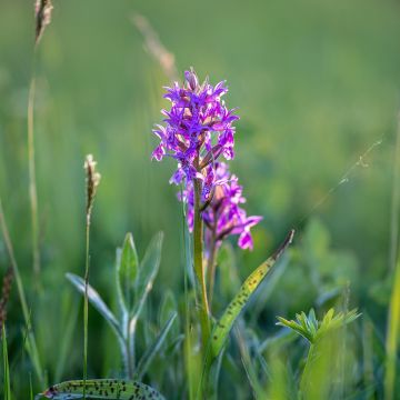 Dactylorhiza alpestris - Brede orchis