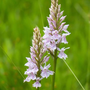 Dactylorhiza fuchsii - Bosorchis