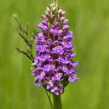 Dactylorhiza maculata - Gevlekte orchis