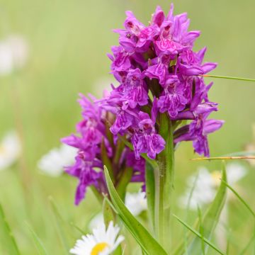 Dactylorhiza purpurella - Purperrode orchis