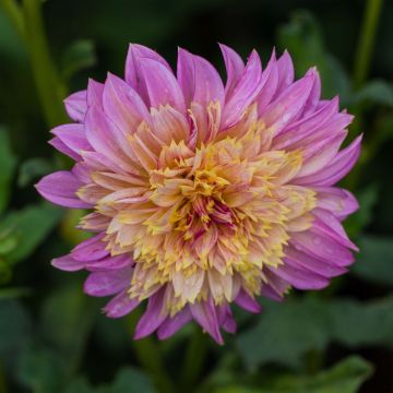 Dahlia Garden show - Anemoondahlia