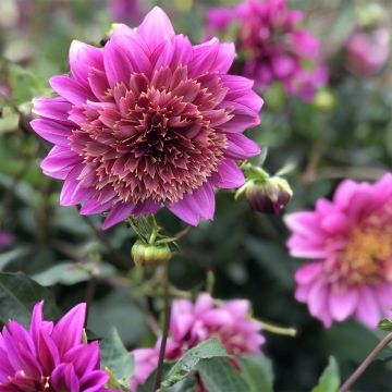 Dahlia Mambo Anemoonbloemige - dahlia