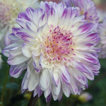 Dahlia Que Sera - Anemoondahlia