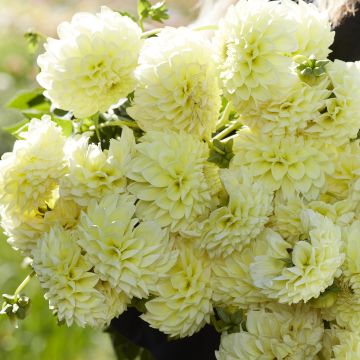 Dahlia Banana Baby - baldahlia