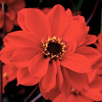 Dahlia Bishop of Lancaster - donkerbladige dahlia