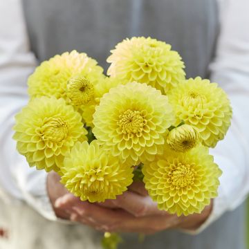 Dahlia Blyton Golden Girl - baldahlia