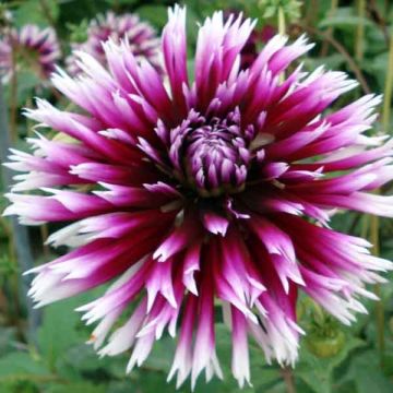 Dahlia Clair Obscur - cactusdahlia