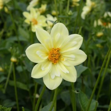 Dahlia Clair de Lune - halskraagdahlia