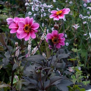 Dahlia Classic Gisele - perkdahlia